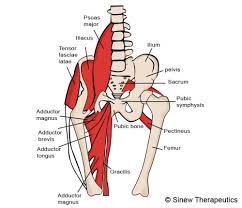 Aidmygroin.com) the groin pain location can be seen visually from the diagram 1. Groin Pulled Strained Information Sinew Therapeutics