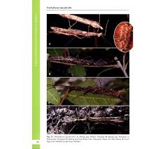 a taxonomic guide to the stick insects