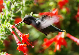 how to plant a hummingbird garden