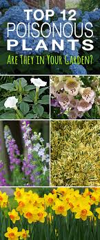 12 top poisonous plants are they in