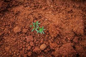best soil for agriculture gardening