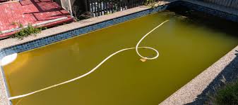 why do i have mustard algae in my pool