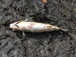 dead fish causing foul smell near