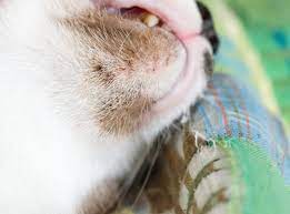 cat acne what are the causes best