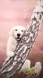 dog birch golden retriever hd phone