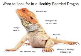 What To Look For In A Healthy Bearded Dragon Bearded