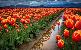 spring flowers field with red tulips