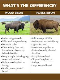 Wood Bison Restoration Buffalo Animal Bison American Bison