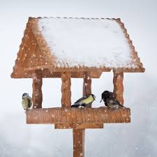 feeding birds in winter how to help