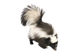 Skunks are not pets they are wild animals so they belong in the wild would you like if someone put you in a cage untill you died. Dublin Ohio Usa Skunks