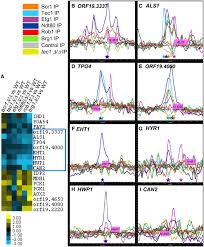 Bio Development In Candida Albicans