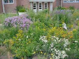 Planting Natives In The Kansas City Metro