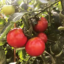 Tempting Tomatoes Garden Treasure