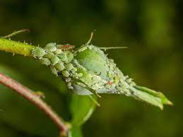 How To Get Rid Of Aphids Naturally With