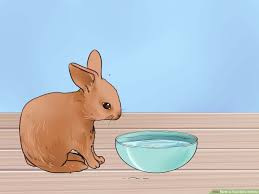 How To Feed Baby Rabbits 11 Steps With Pictures Wikihow