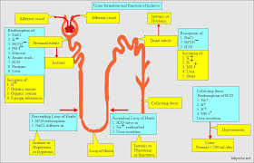 urine history composition normal