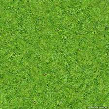 maintain carpet moss in your garden