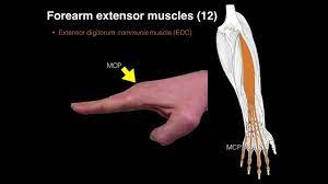 He brush extends and leads her. Forearm Extensor Muscles Youtube
