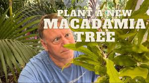 grow a california macadamia nut tree