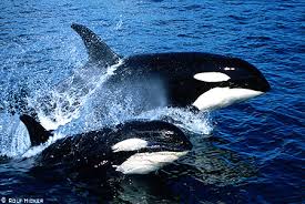 Orcas Killer Whales Marinebio Conservation Society