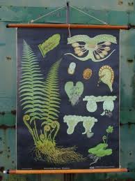 Fern Botanical School Wall Chart From Hagemann 1960s