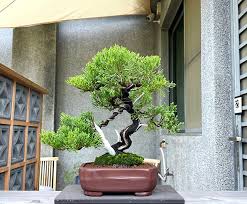 small bonsai taiwan true cypress bonsai