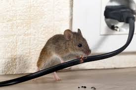 7 Types Of Natural Mouse Repellent