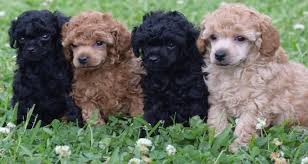 Registered miniature poodle puppies for sale alberta. Radiant Red Poodles Akc Toy Poodles Red Black Apricot Puppies Miniature Poodle Puppy Toy Poodle Toy Poodle Red