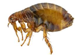 flea larvae facts about flea larvae