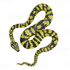 zebra jungle carpet python 3d