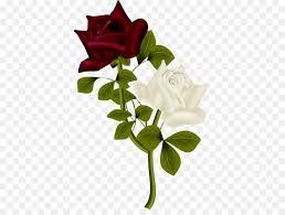 love rose flower png 433 663