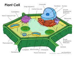 plant cell diagram tim s printables
