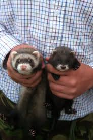 Domesticated polecat long, sinuous body with small ears carnivorous, but likes sweet things gregarious. My Ferret Kit And European Polecat Kit Ferrets Ferreting The Hunting Life