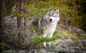100 cute wolf wallpapers wallpapers com