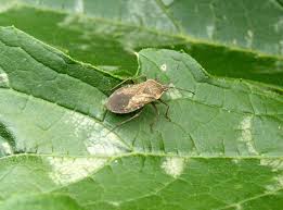Squash Bugs How To Identify And Get Rid Of Squash Bugs