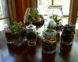 how to make your own green terrarium to