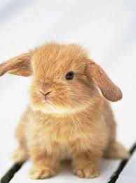 Résultat de recherche d'images pour "les lapin les plus mignon du monde"