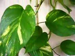 Maybe you would like to learn more about one of these? My Money Plant Youtube