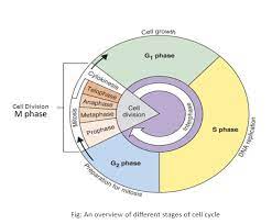 the m phase of the cell cycle consist