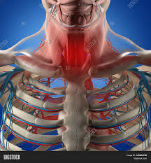 This work was supported in part by the kaplow family fund, yale school of medicine. Human Anatomy Sore Image Photo Free Trial Bigstock