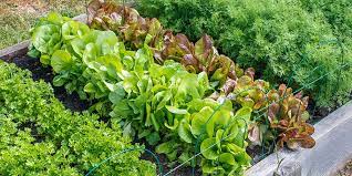 Perfect Vegetable Garden Layout