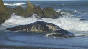 Image result for whale in Pacifica, CA pictures