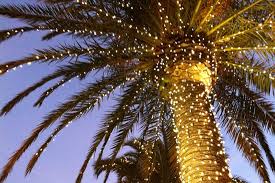 Palm trees with christmas lights pictures. Palm Tree In Christmas Lights Optimus Brazilian Jiu Jitsu