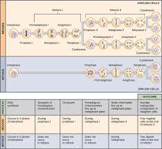 Mitosis And Meiosis Comparison Chart Video And Pictures