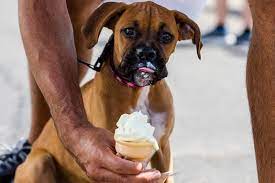 Check out our puppy ice cream selection for the very best in unique or custom, handmade pieces from our shops. 9 Chain Restaurants That Have Treats For Dogs Too