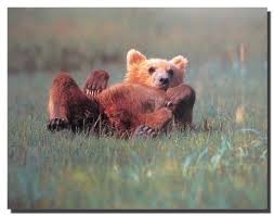 grizzly bear cub cute wildlife