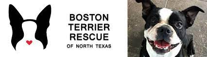 boston terrier rescue of north texas