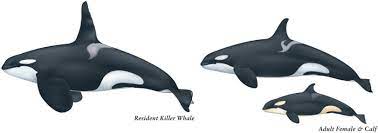 Killer Whale: Orcinus orca - ScienceDirect