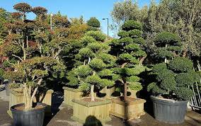 Growing Trees And Shrubs In Containers