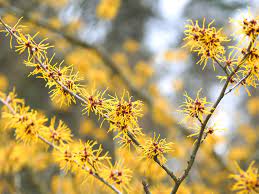 Many people regard flowering cherry trees as the most beautiful of the spring flowering trees. 18 Varieties Of Yellow Flowering Plants